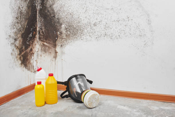 Best Fast Mold Removal  in Sleepy Hollow, CA