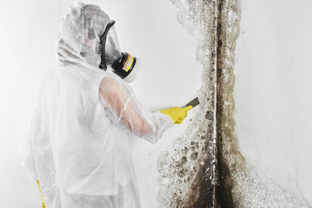 Best Toxic Mold Removal  in Sleepy Hollow, CA