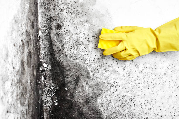Best Emergency Mold Removal  in Sleepy Hollow, CA