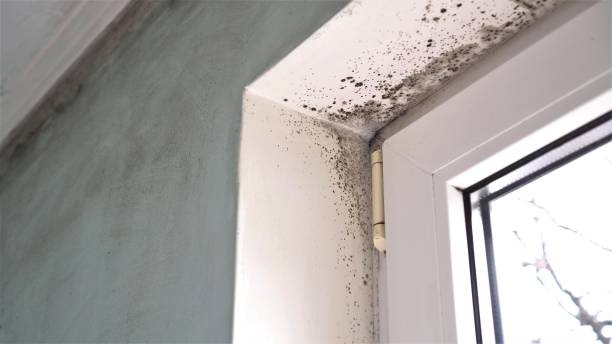 Best Attic Mold Removal  in Sleepy Hollow, CA