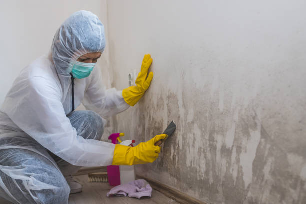 Best Mold Removal Process  in Sleepy Hollow, CA