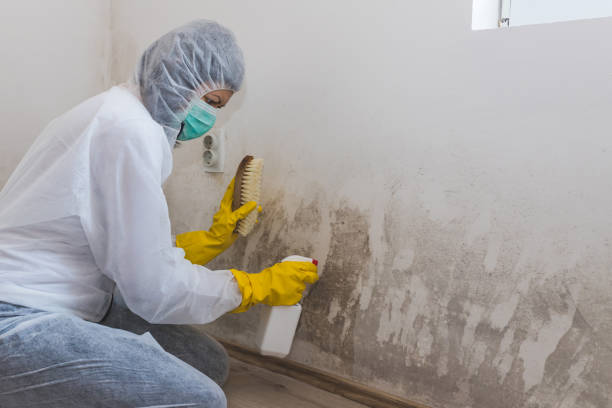 Mold Testing and Removal in Sleepy Hollow, CA