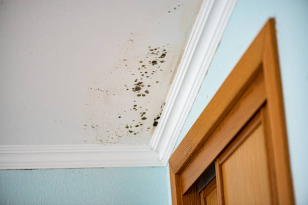 Best Mold Removal Near Me  in Sleepy Hollow, CA