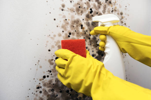Best Mold Damage Repair  in Sleepy Hollow, CA