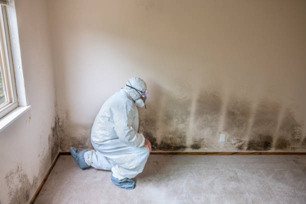 Best Mold Damage Repair  in Sleepy Hollow, CA