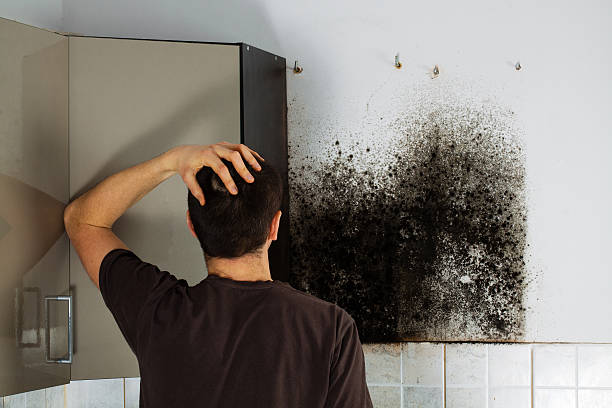 Best Mold Removal Company Near Me  in Sleepy Hollow, CA