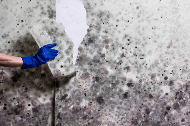 Mold Removal and Inspection in Sleepy Hollow, CA