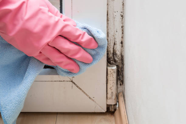 Attic Mold Removal in Sleepy Hollow, CA
