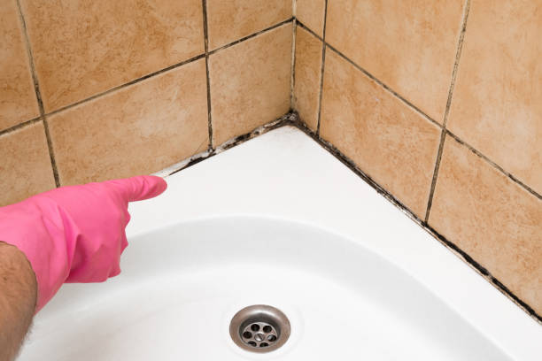 Best Home Mold Removal  in Sleepy Hollow, CA