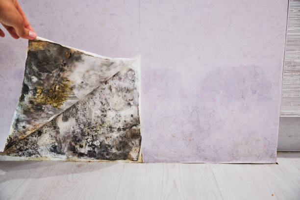 Best Best Mold Removal Companies  in Sleepy Hollow, CA